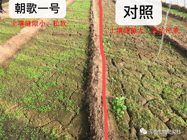 意外驚喜，《朝歌一號(hào)》不光解決西紅柿陰陽(yáng)臉，還能能讓土壤踩上去軟軟的！